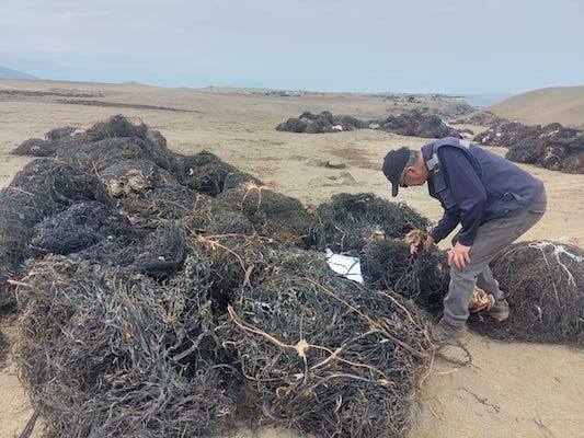Antofagasta: Sernapesca obtuvo importantes hallazgos en fiscalizaciones de algas pardas